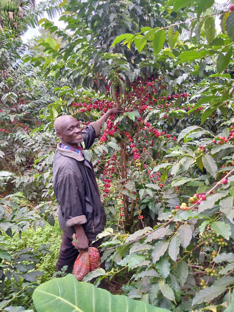 Coffee farmers working in the field